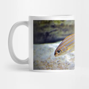 Bigeye Snapper Mug